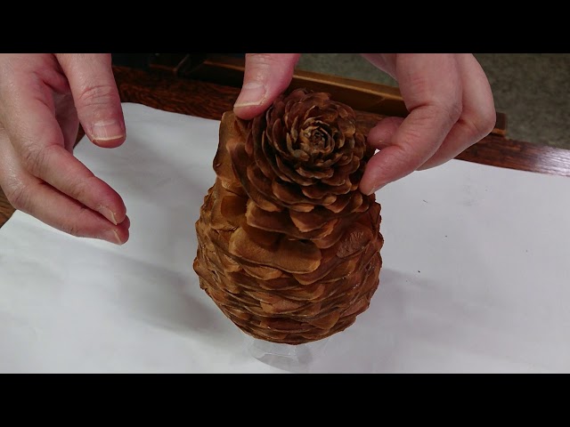 ヒマラヤ杉の松ぼっくり解体！ - YouTube