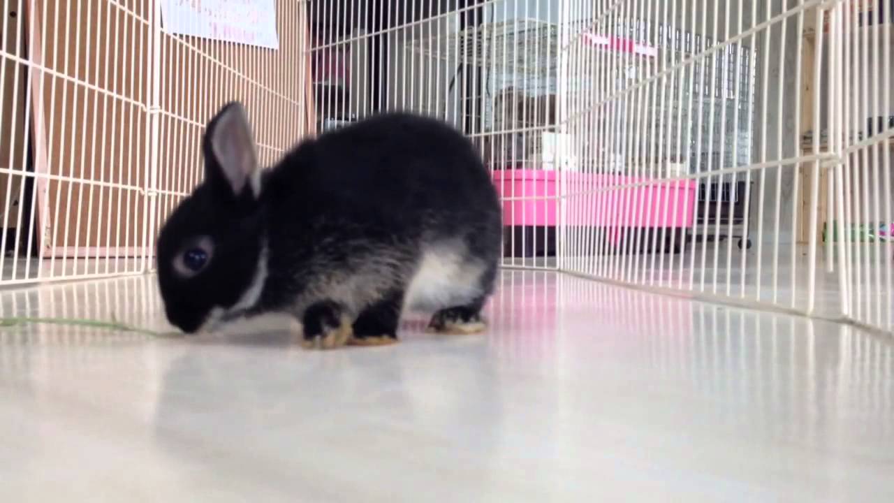 黒いうさぎ好き必見！ネザーランド、ブラックオターの赤ちゃん - YouTube