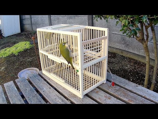 メジロ 鳥かご 鳥籠 小鳥 セット 手作り