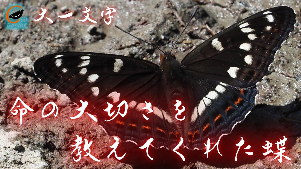 命の大切さを教えてくれた蝶/オオイチモンジ】リモート昆虫採集・大型
