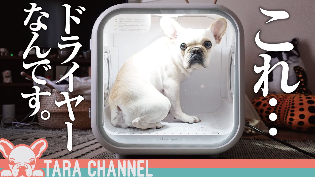 まるで近未来から来たペット用ドライヤー！Drybo Plus（ドライボプラス