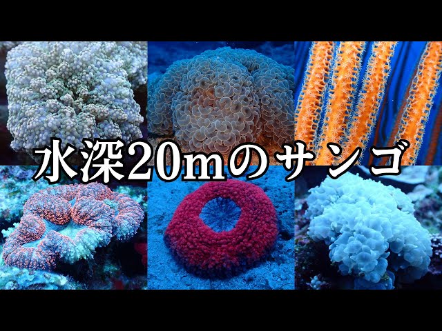 水深20mで生息していたサンゴを紹介!【古宇利島&備瀬】 - YouTube