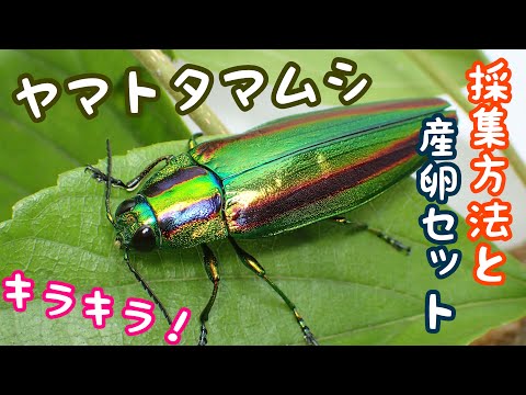 オーストラリアの ムカシタマムシ 3種セット オーストラリアの ムカシ