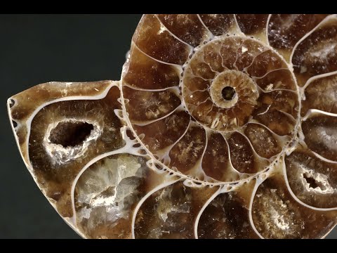 アンモナイト 化石 31.1g / Ammonite Fossil - YouTube