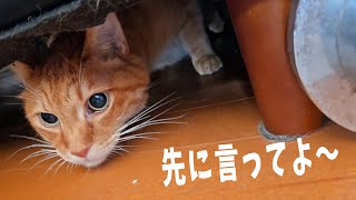 The cat that won't tell me [4 cats living 1447s] - YouTube