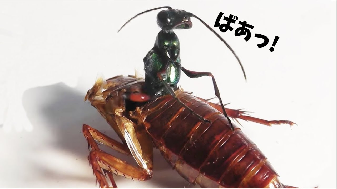 A parasitic wasp that turns cockroaches into zombies! - YouTube