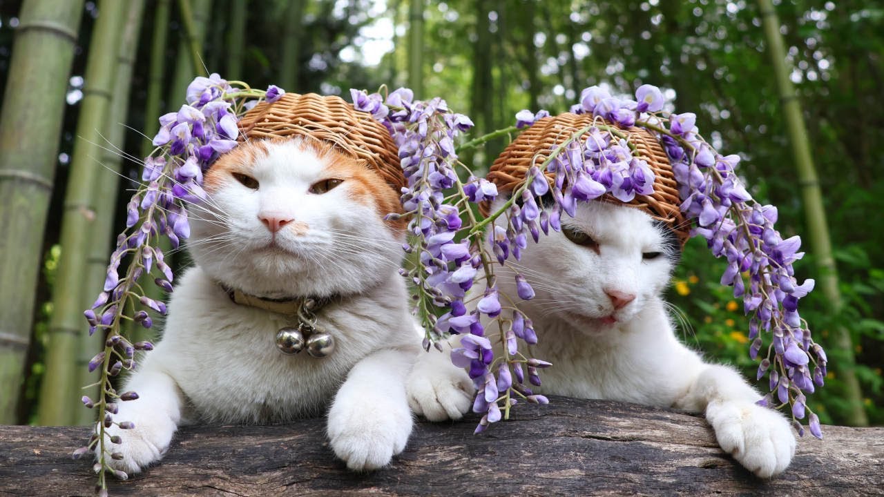 油絵 専用品 頭に花をのせた猫2 油絵 専用品 頭に花をのせた猫2 油絵