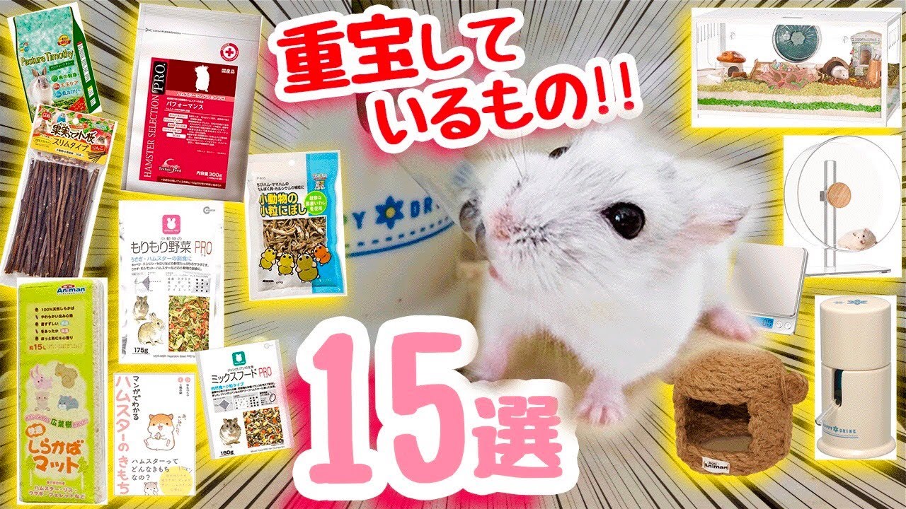 必要なものがワンセット】ハムちゃんスターターセット① - YouTube