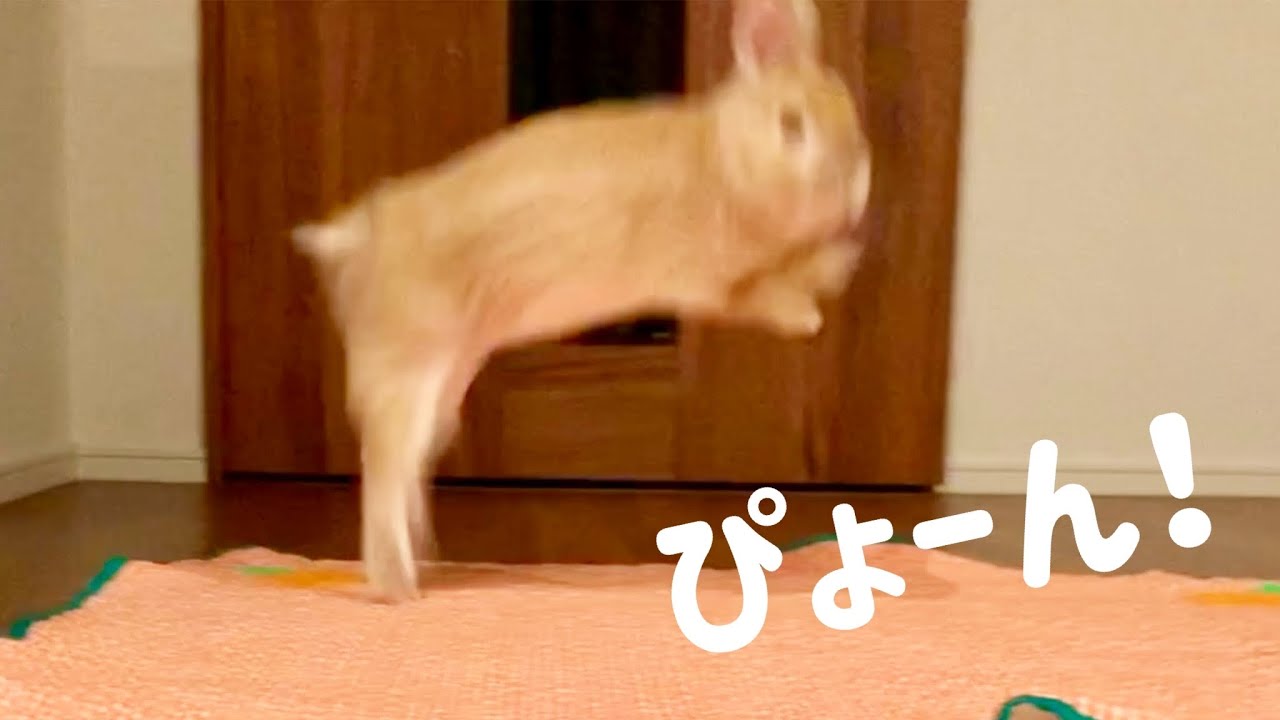 なんの変哲のないうさぎ 世にも不思議なウサギさん | P's KOBO 日記