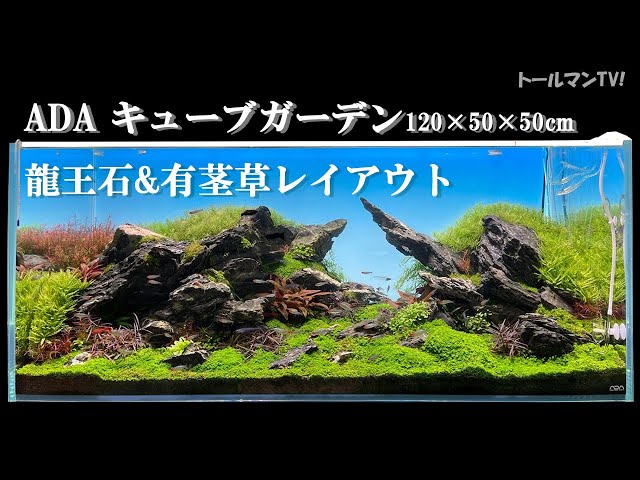 ADA 龍王石 約7.5kg セット 親石約2.8kg ADA 龍王石 約7.5kg セット 親