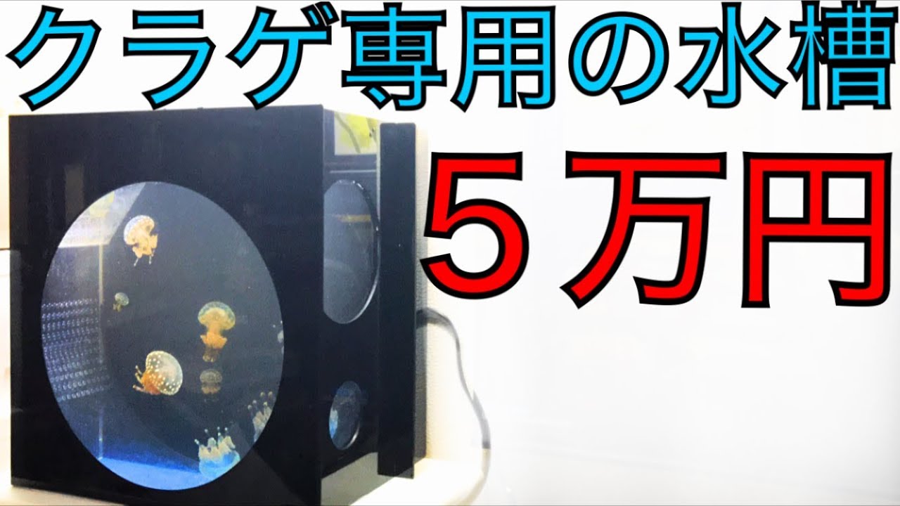設計が凄い】5万円のクラゲ水槽を買ってみた！ - YouTube