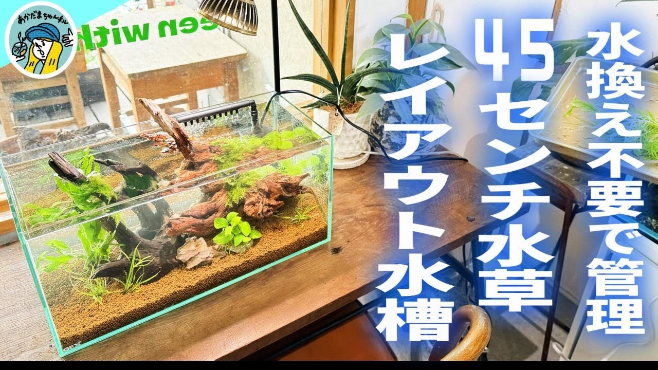 Aquarium] No water changes required! How to create a 45cm planted