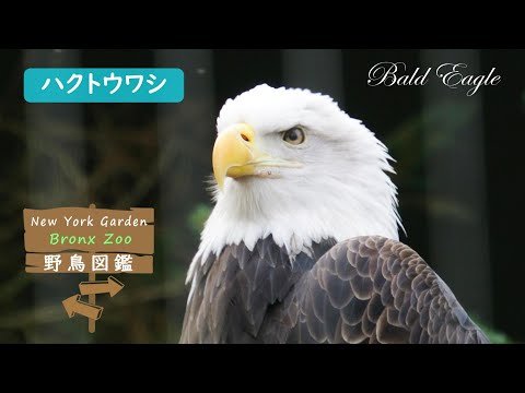 バードカービング ハクトウワシ（リアルサイズ） バードカービング