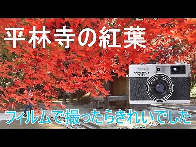 平林寺の紅葉をフィルムカメラ、オリンパス OLYMPUS 35RC で撮ってみ