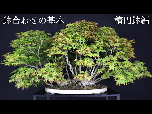 美芸 黄 盆栽鉢｜美芸 楕円 黄 盆栽鉢 美芸盆栽鉢