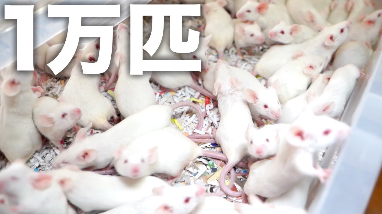10,000 mice] We sneaked into a mouse farm for feeding [Ichijo Pet