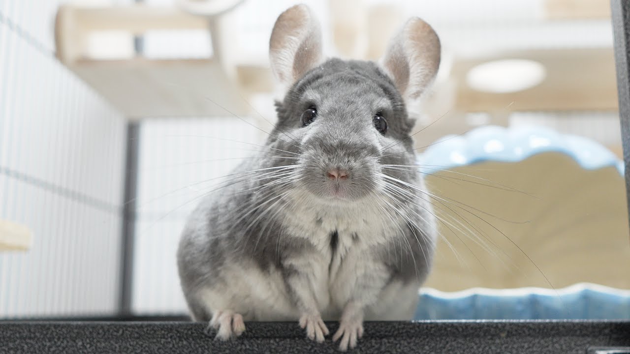 ちぃ様 チンチラちゃん専用のページ ちぃ様 チンチラちゃん専用の