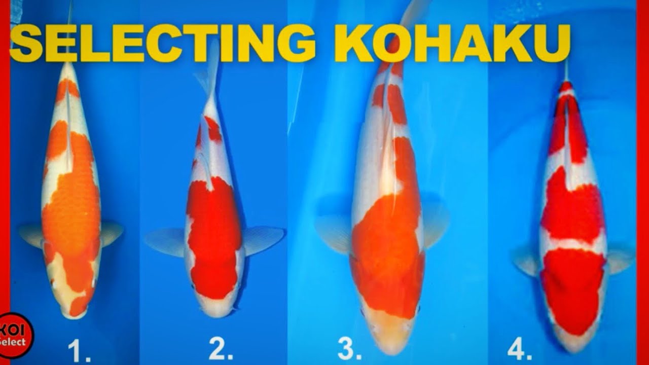 Selecting Show Quality Koi- Kohaku - YouTube