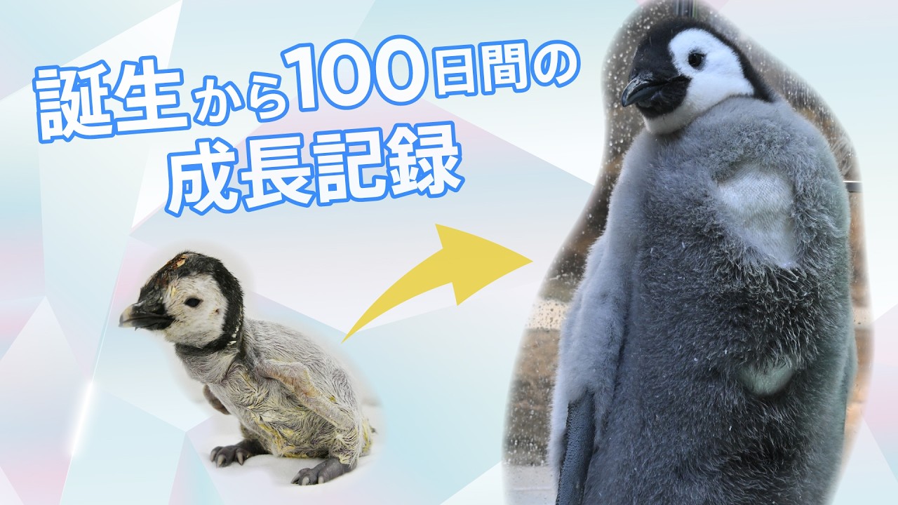 AWS 行きたくないと駄々をこねるキングペンギン-King penguin#271