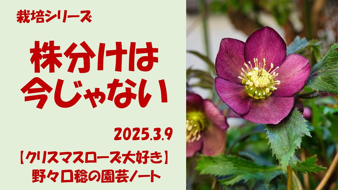 2025.3.9 株分けは今じゃない - YouTube