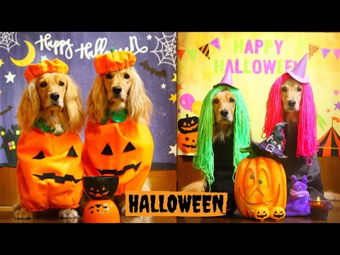 Halloween Dogs Party】犬のハロウィン仮装 真顔！衣裳は手作り - YouTube