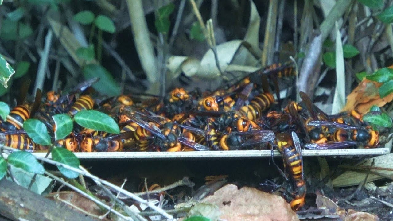 c107 すたじおはんのう ヤマノススメ キャンパスボード アニメ アイド