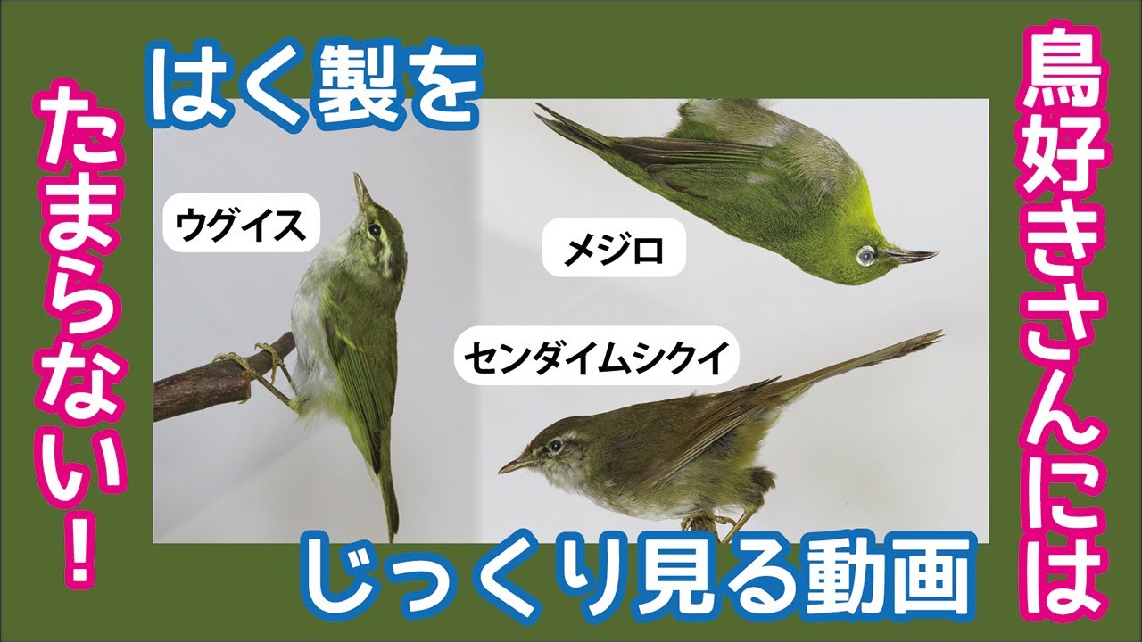 ウグイス、ホウジロ、メジロ用品