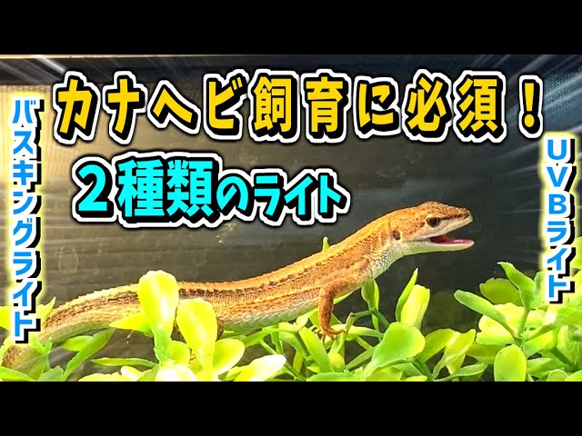 ケージ カナヘビ トカゲ 爬虫類 虫かご 飼育ケース UVBライト LED