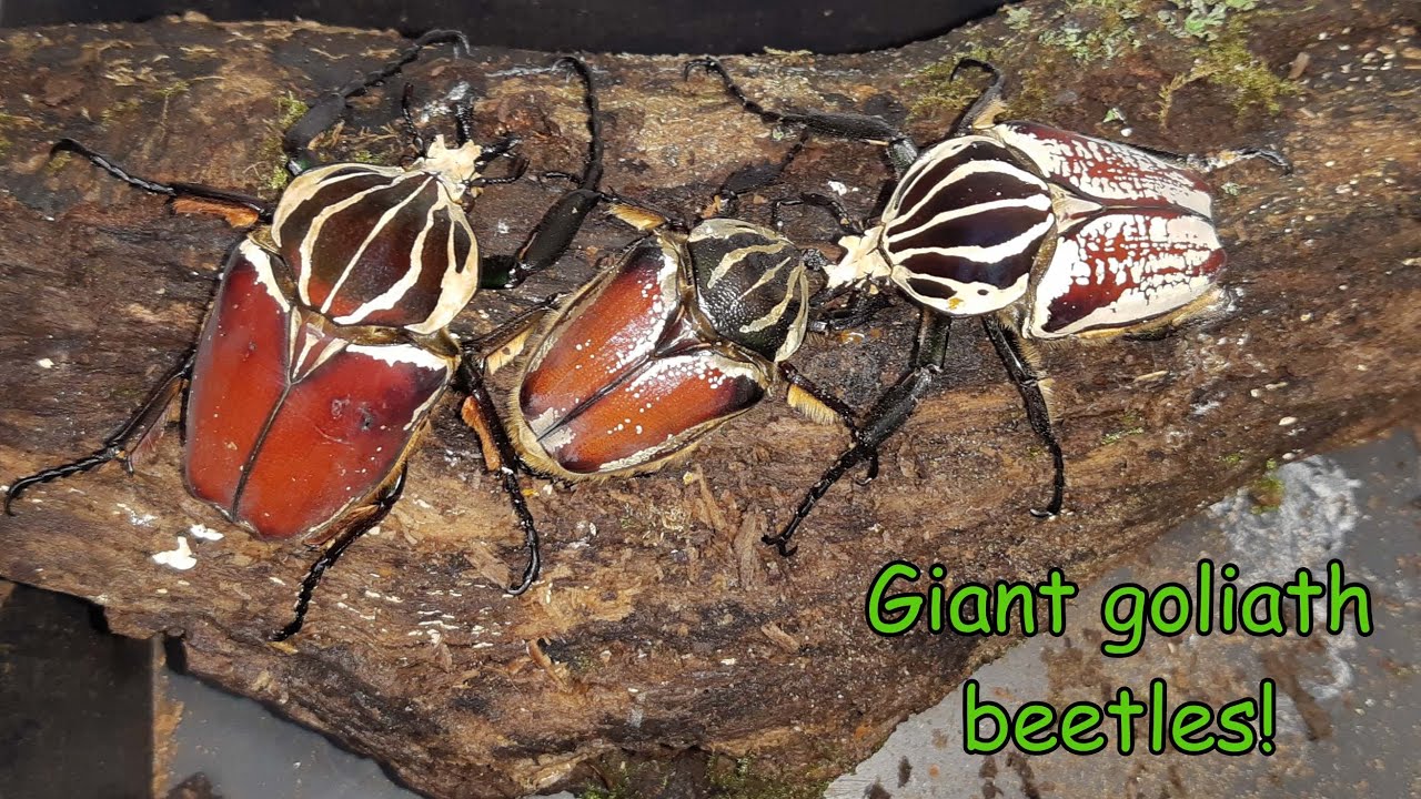 The king of beetles, the goliath beetle! - YouTube