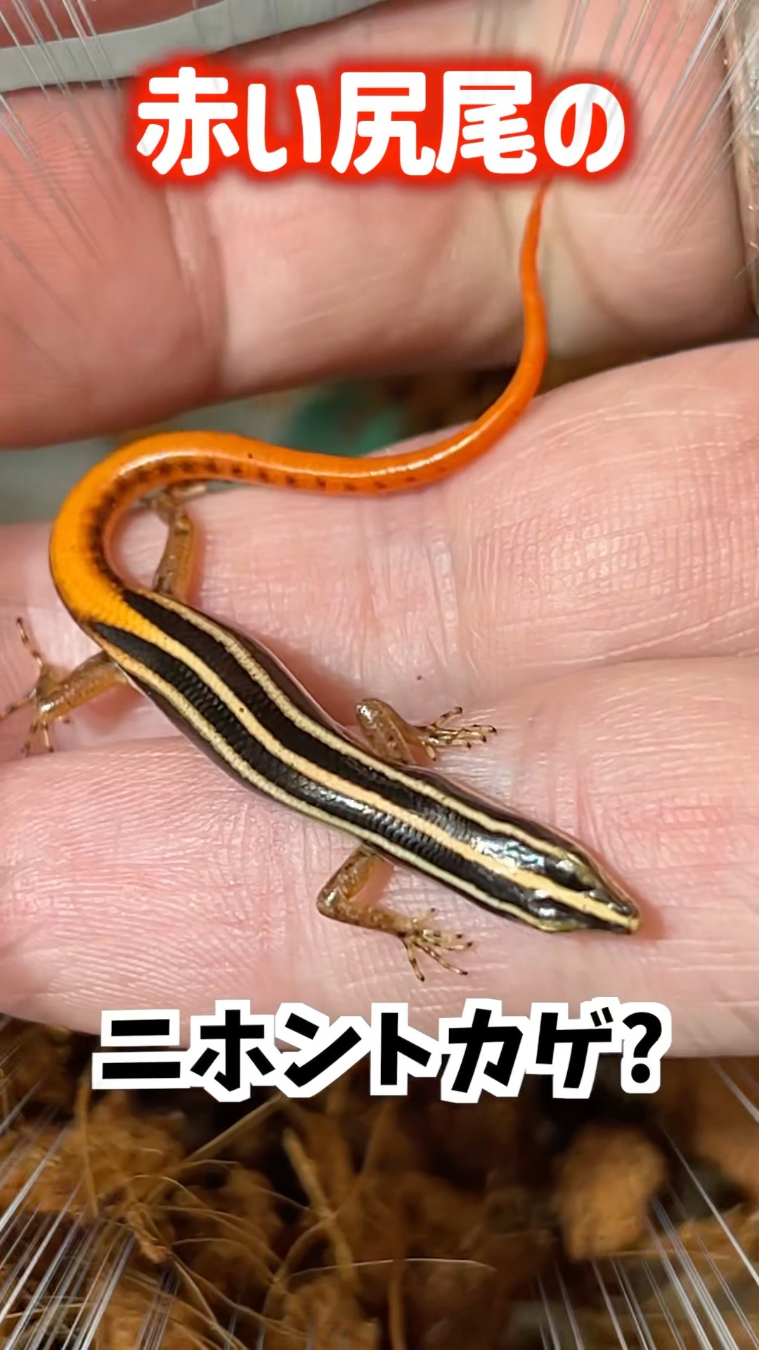 A Japanese grass lizard with a red tail!? #reptiles #shorts