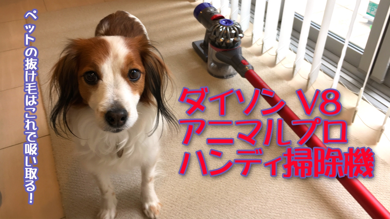 ダイソン・アニマルプロがやって来たよ - YouTube