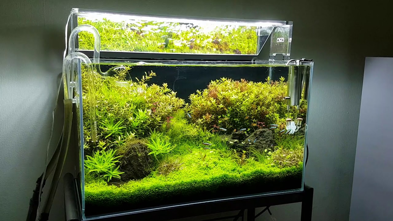 ADA キューブガーデン 60cm 【引取限定】 引き取り限定】ada キューブ