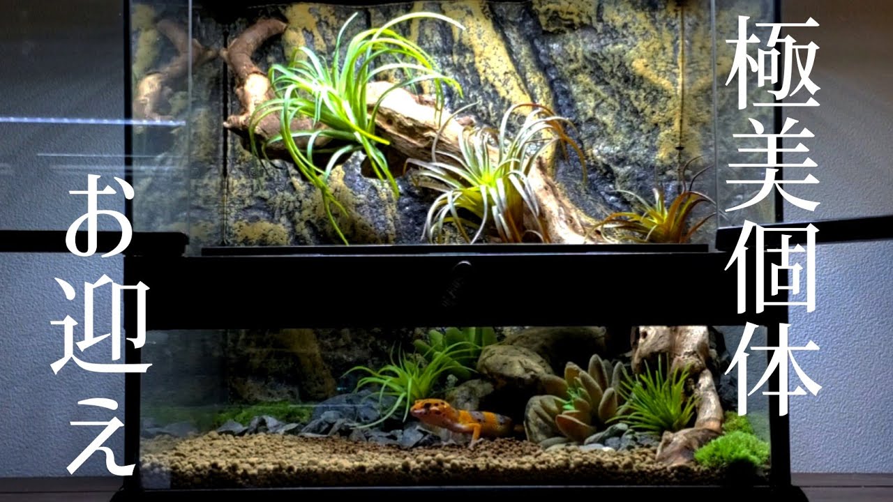 お迎え】新入り紹介！レイアウトも良い感じに出来ました！ - YouTube