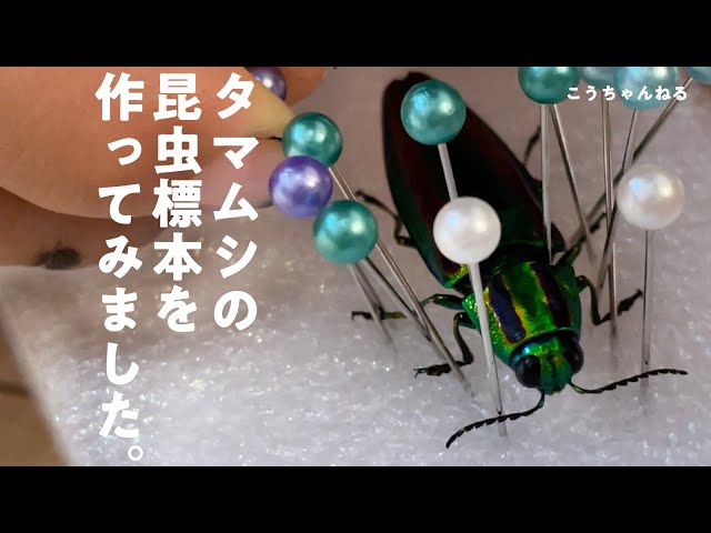 タマムシの昆虫標本を作ってみました (make a specimen of an insect