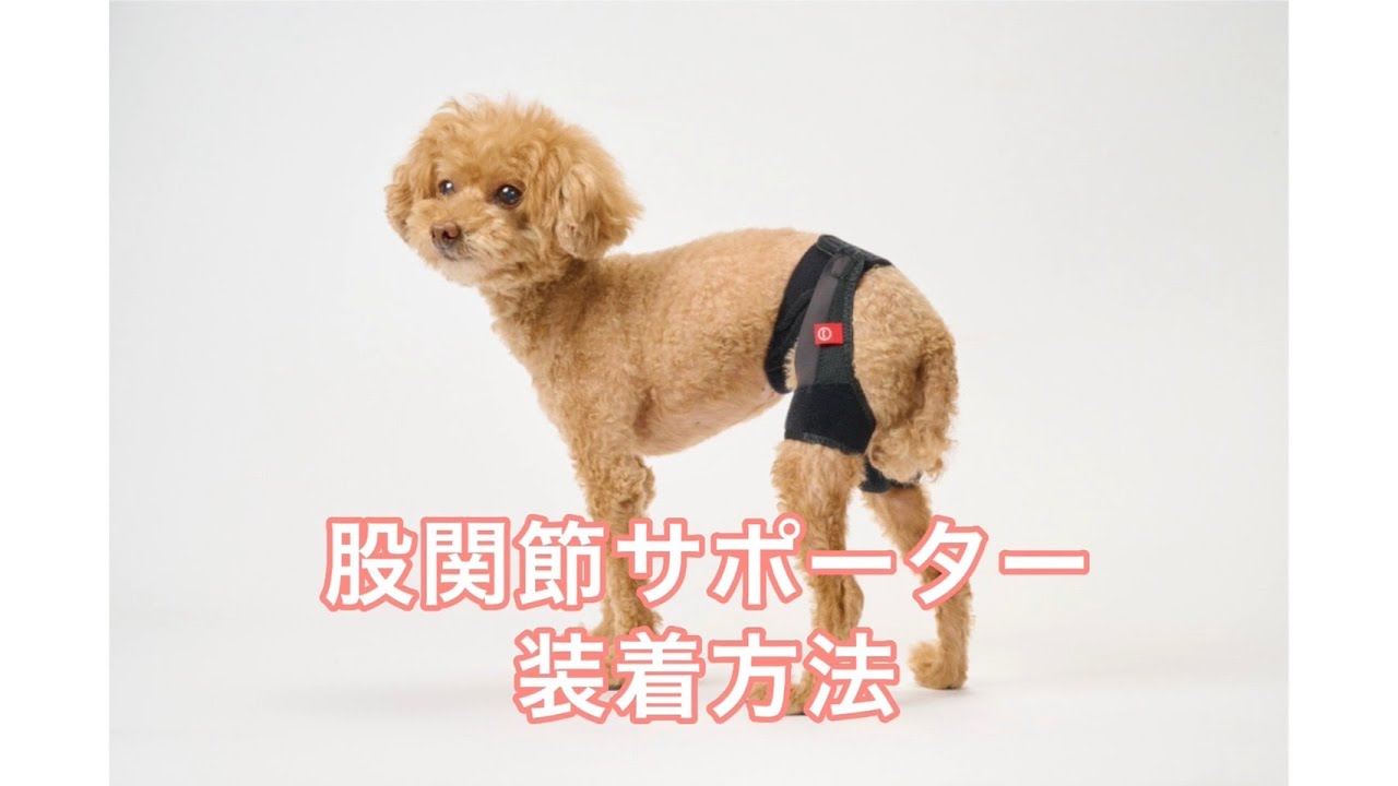 アニサポ ヒップ 小型犬向け 股関節サポーター – anifull