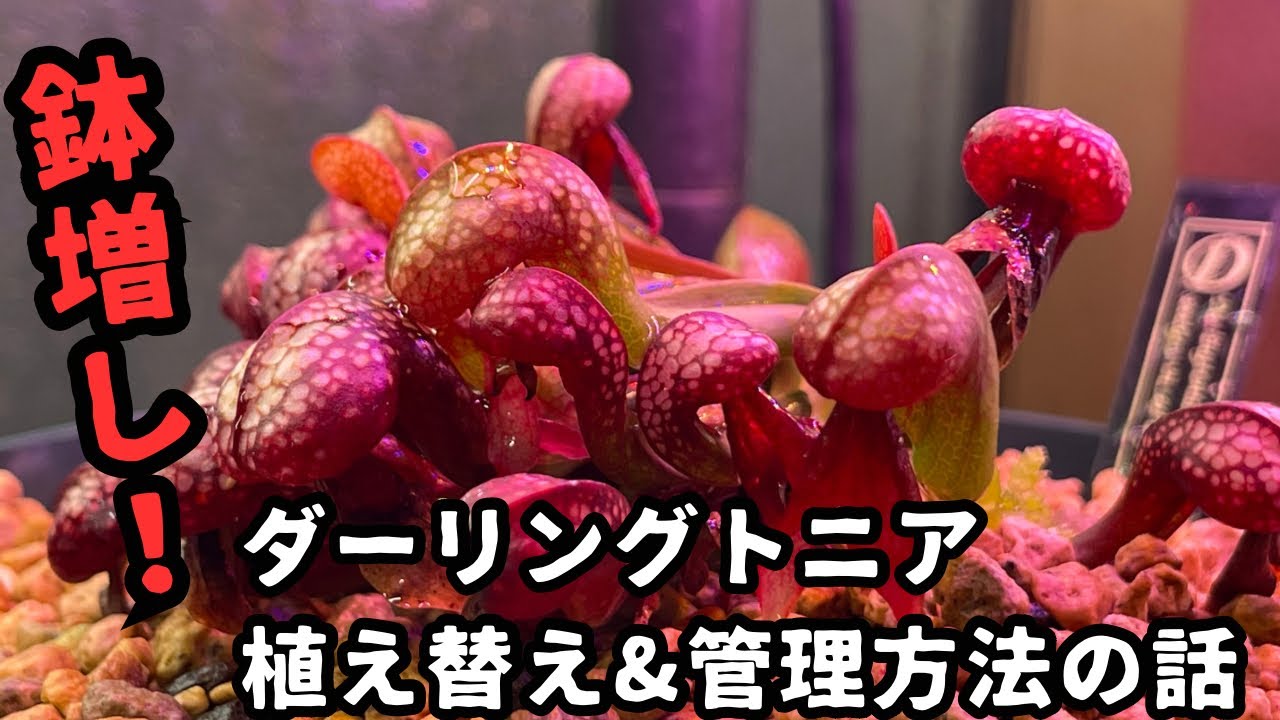 食虫植物]ダーリングトニアの鉢増し＆管理方法のお話し 観葉植物 - YouTube
