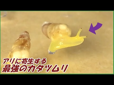 太陽に蟻 太陽に蟻 9月 | 2023 | anttech.jp