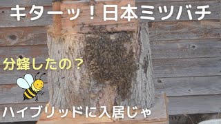 日本みつばちの分蜂群捕獲用 待ち箱ハイブリッド