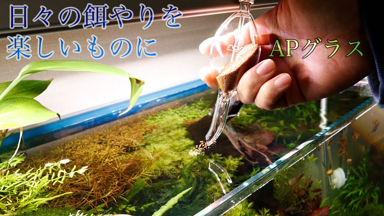 日々の餌やりを楽しく！ADAのAPグラスで熱帯魚に餌をやってみた