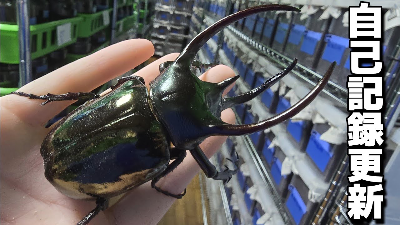 A record-breaking achievement in breeding the distinctive three