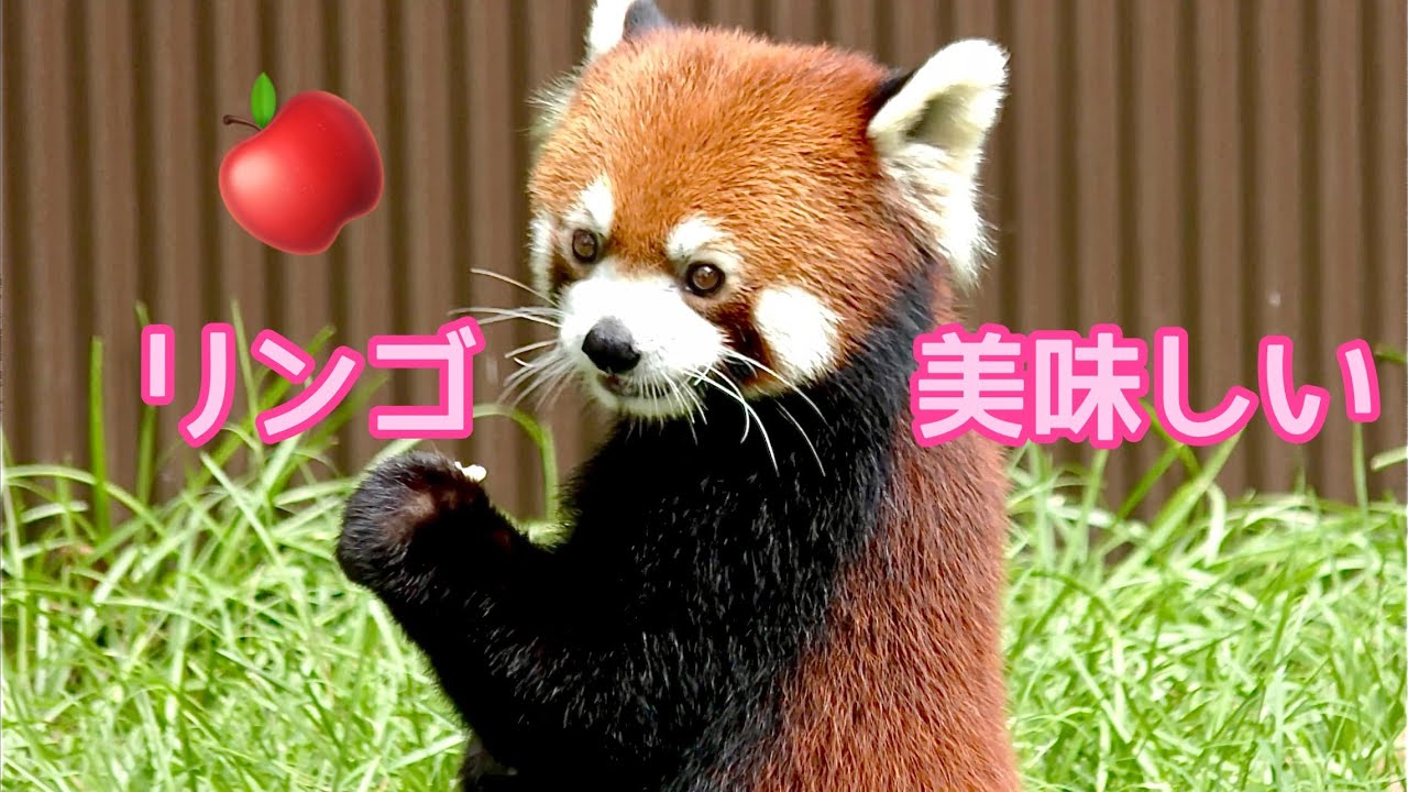 レッサーパンダ リーファちゃん リンゴを美味しくいただいています【の