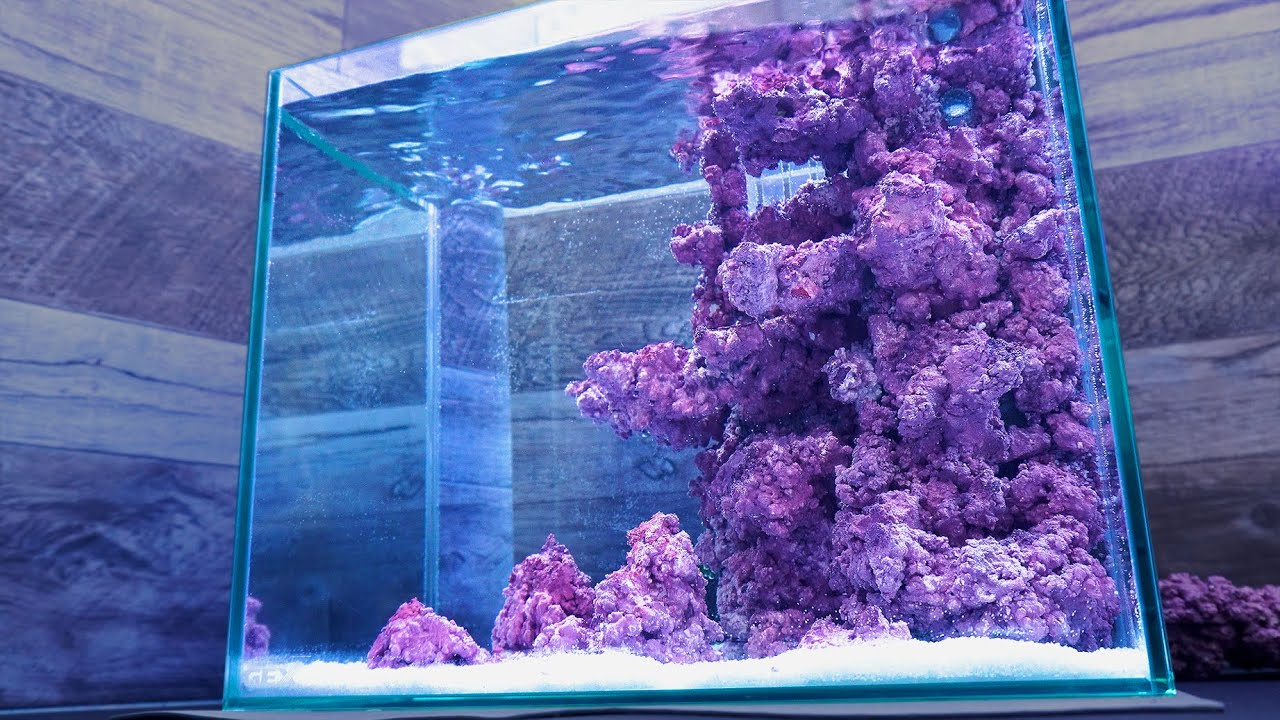 Create a 15-liter ocean with sea anemones in the sand and beardies