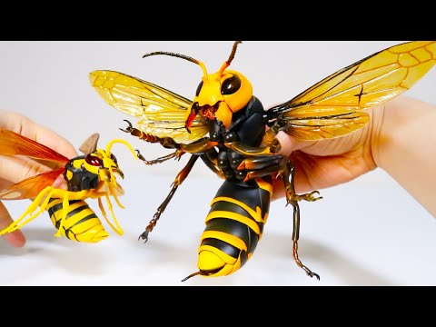 World's biggest giant hornet is in trouble - YouTube