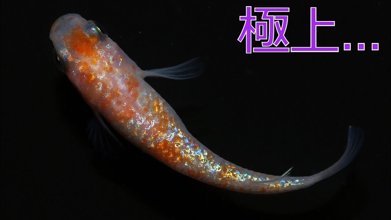 A whirlwind 1000km round trip] Introducing the super high-quality