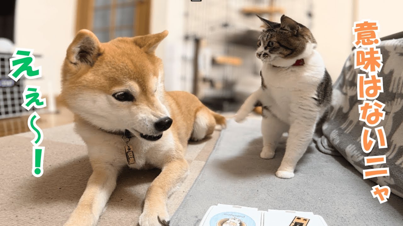 Shiba Inu and cat just standing there, their owner is defeated by