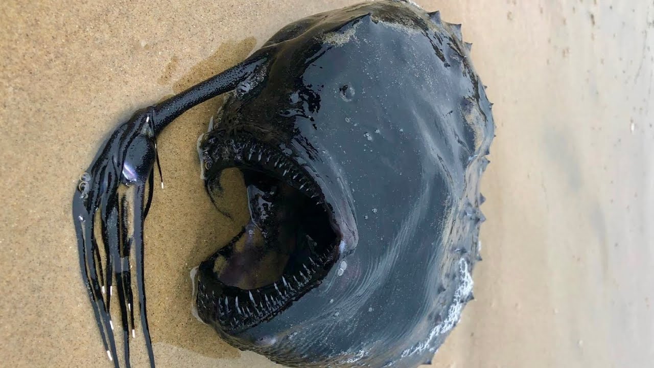Breaking News] Mysterious deep-sea fish, the anglerfish, washes up