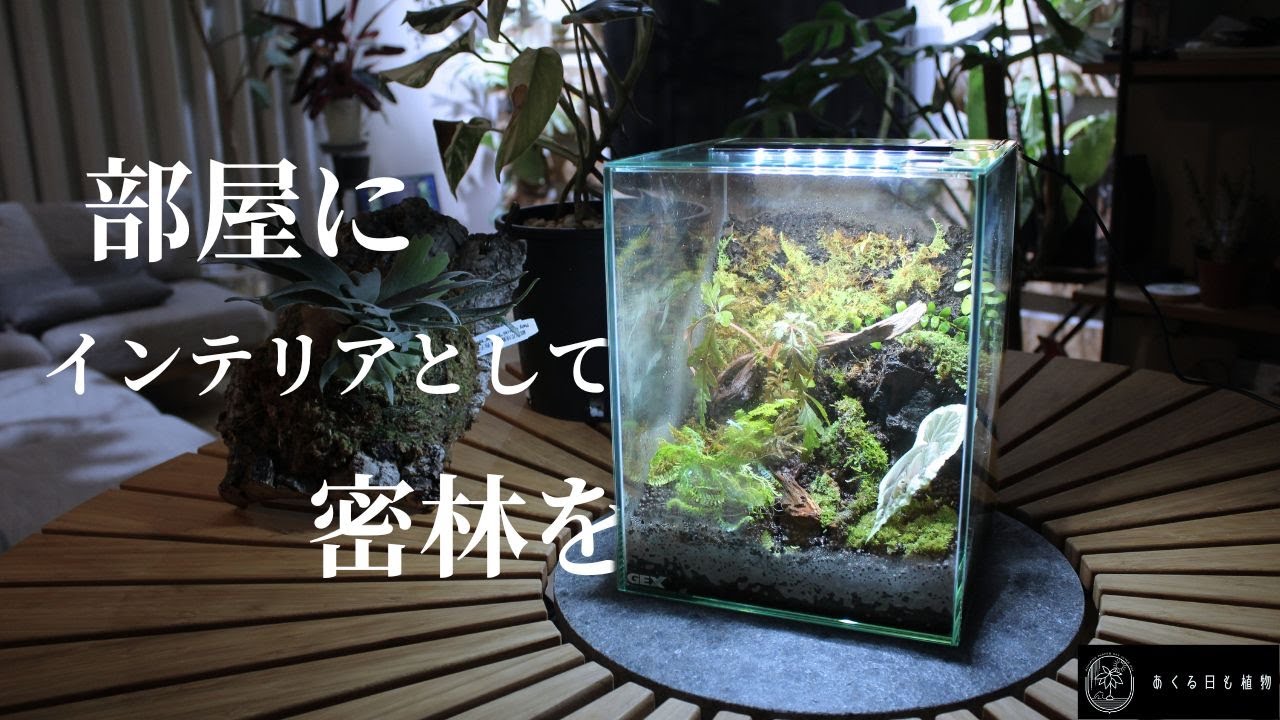 How to make a Paludarium: How about adding a jungle-like interior
