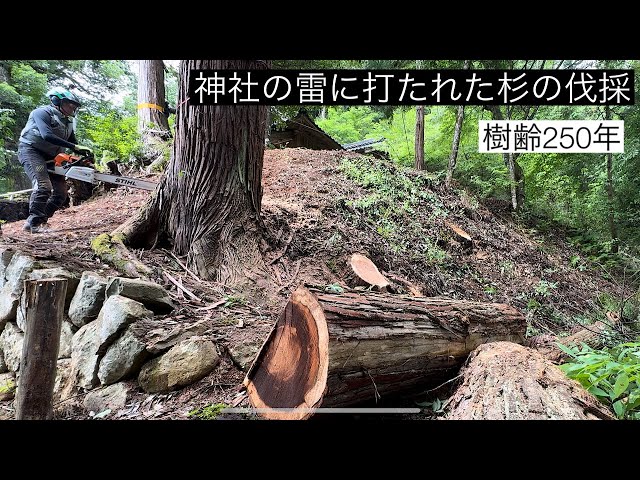 神社の雷に打たれた杉の伐採】特殊伐採 - YouTube