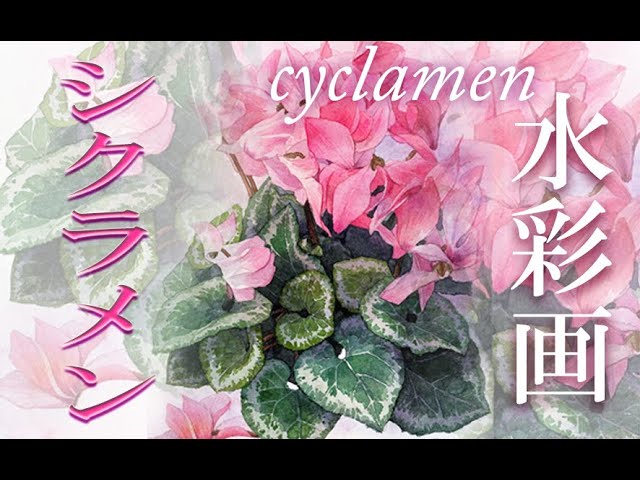 透明水彩画原画ピンクのシクラメン 透明水彩画原画ピンクのシクラメン