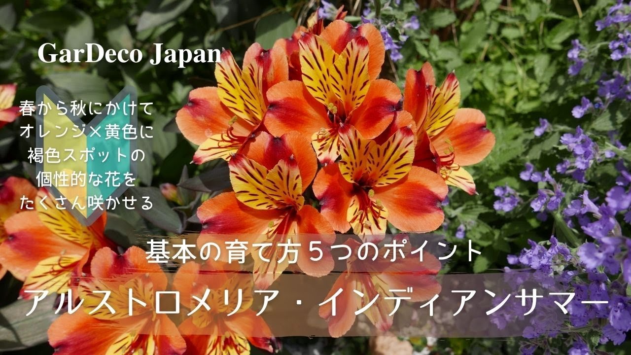 Five basic points on how to grow your first Alstroemeria Indian